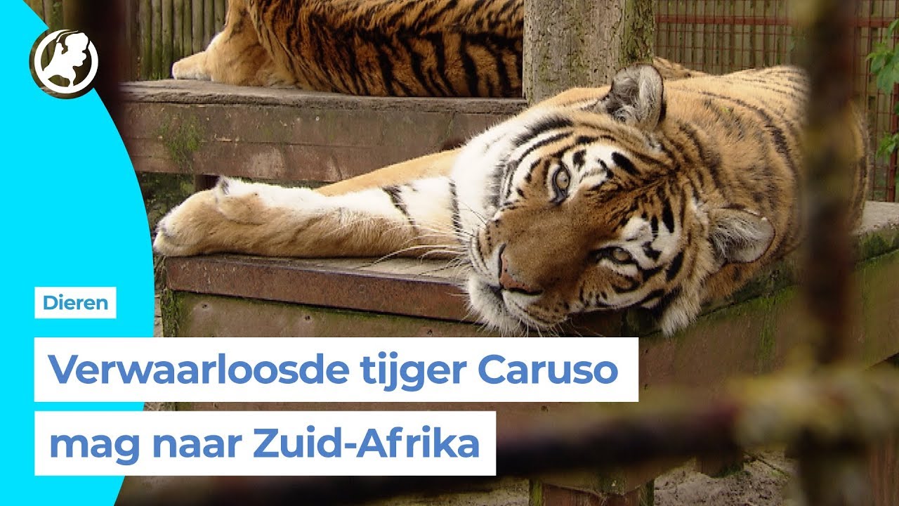 Hij is opgeknapt en sterk genoeg voor de reis