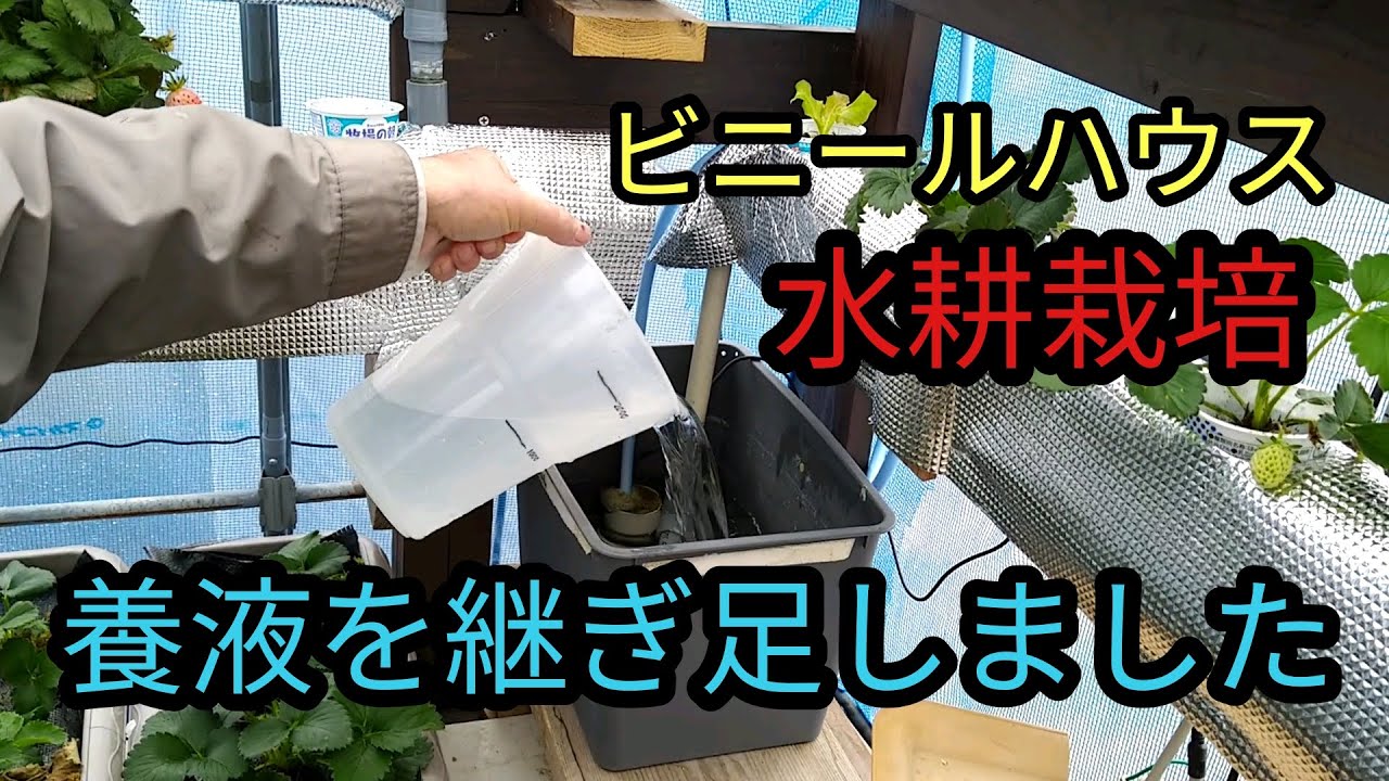 【家庭菜園】水耕栽培の養液が減ってきたので継ぎ足しました