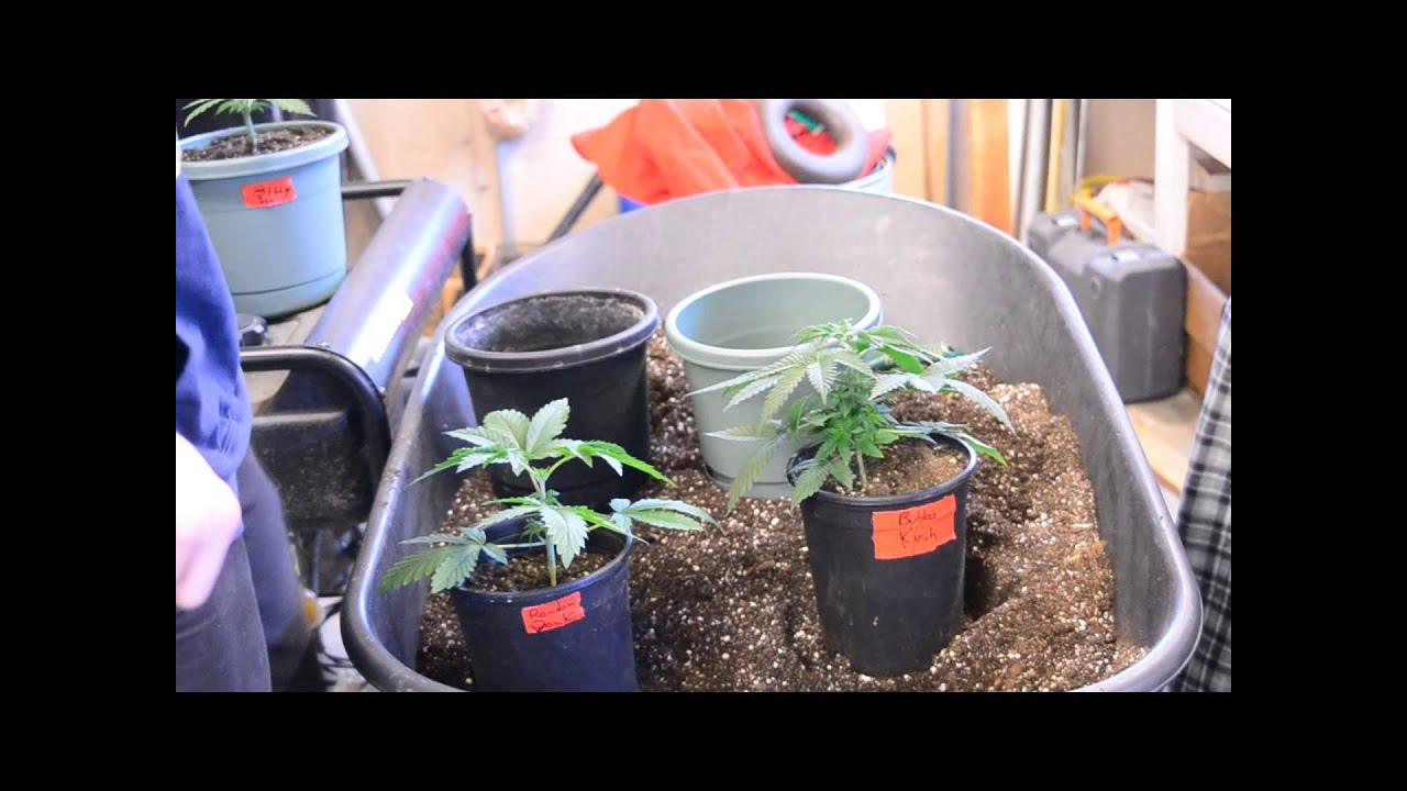 How To: Transplant Cannabis Plants
