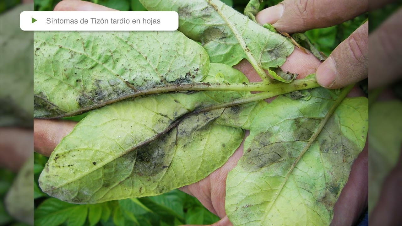 Sintomatología de Tizón tardío de la papa
