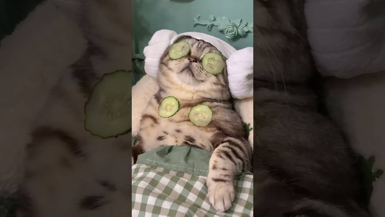 Cucumber Therapy for Cats: Relax and Unwind 🐱🥒