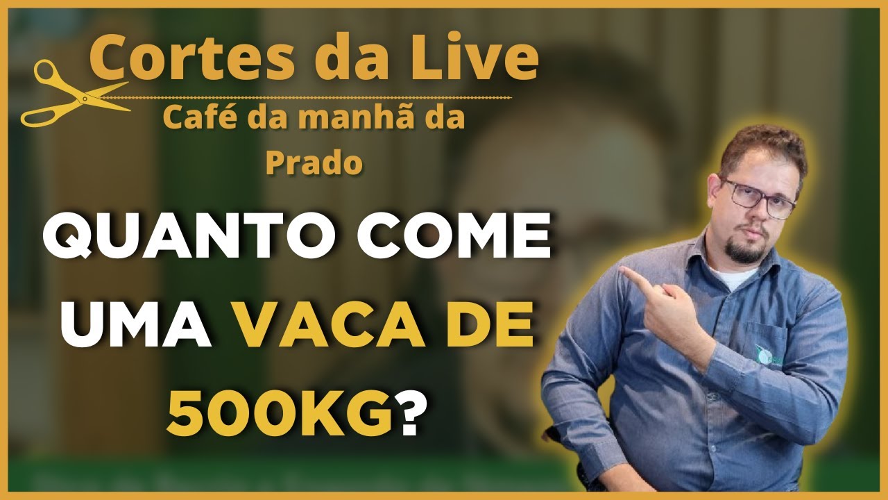 Quanto uma vaca de 500 kg come de volumoso por dia?