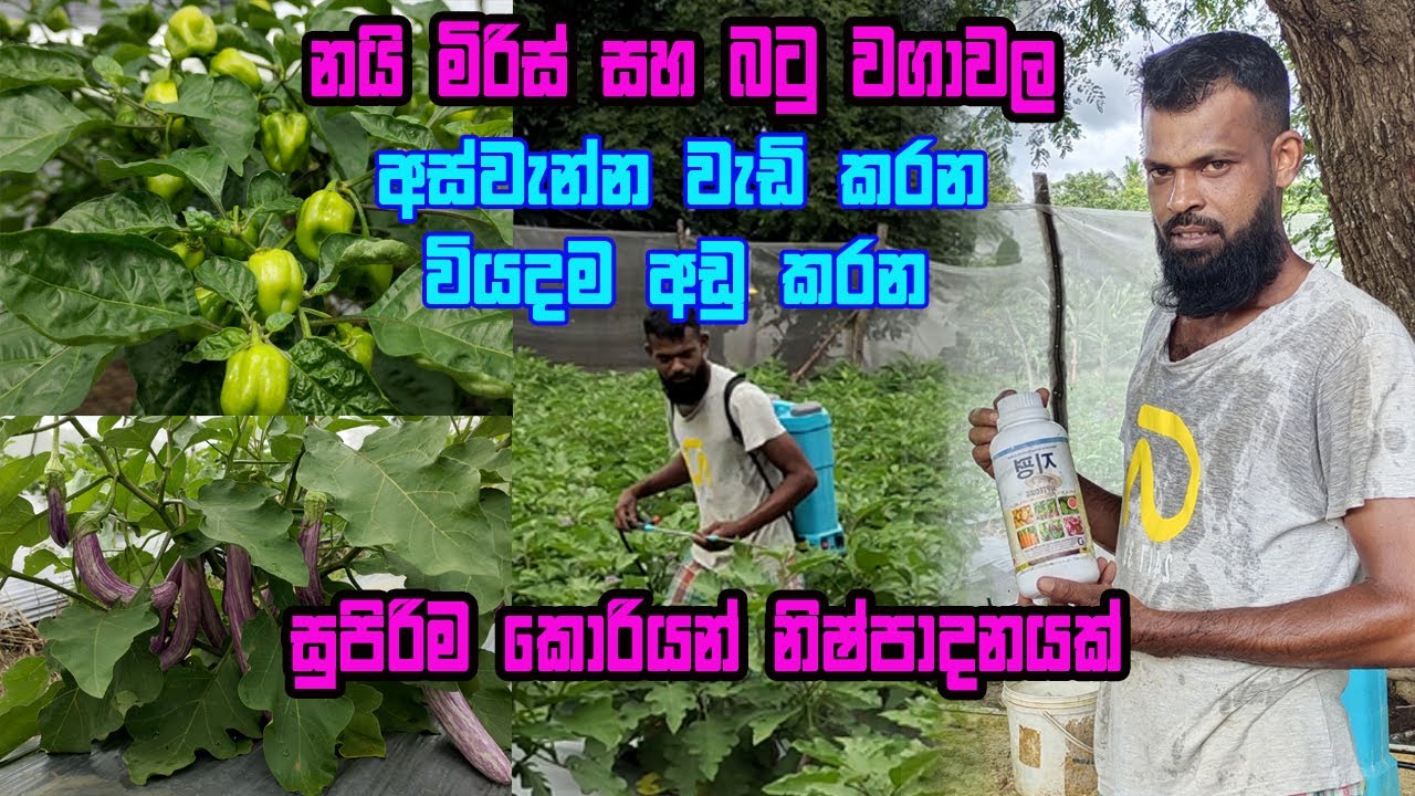 නයි මිරිස් සහ බටු වගාවේ අස්වැන්න වැඩි කරගමු | Nai miris wagawa | Nai kochchi wagawa | batu wagawa