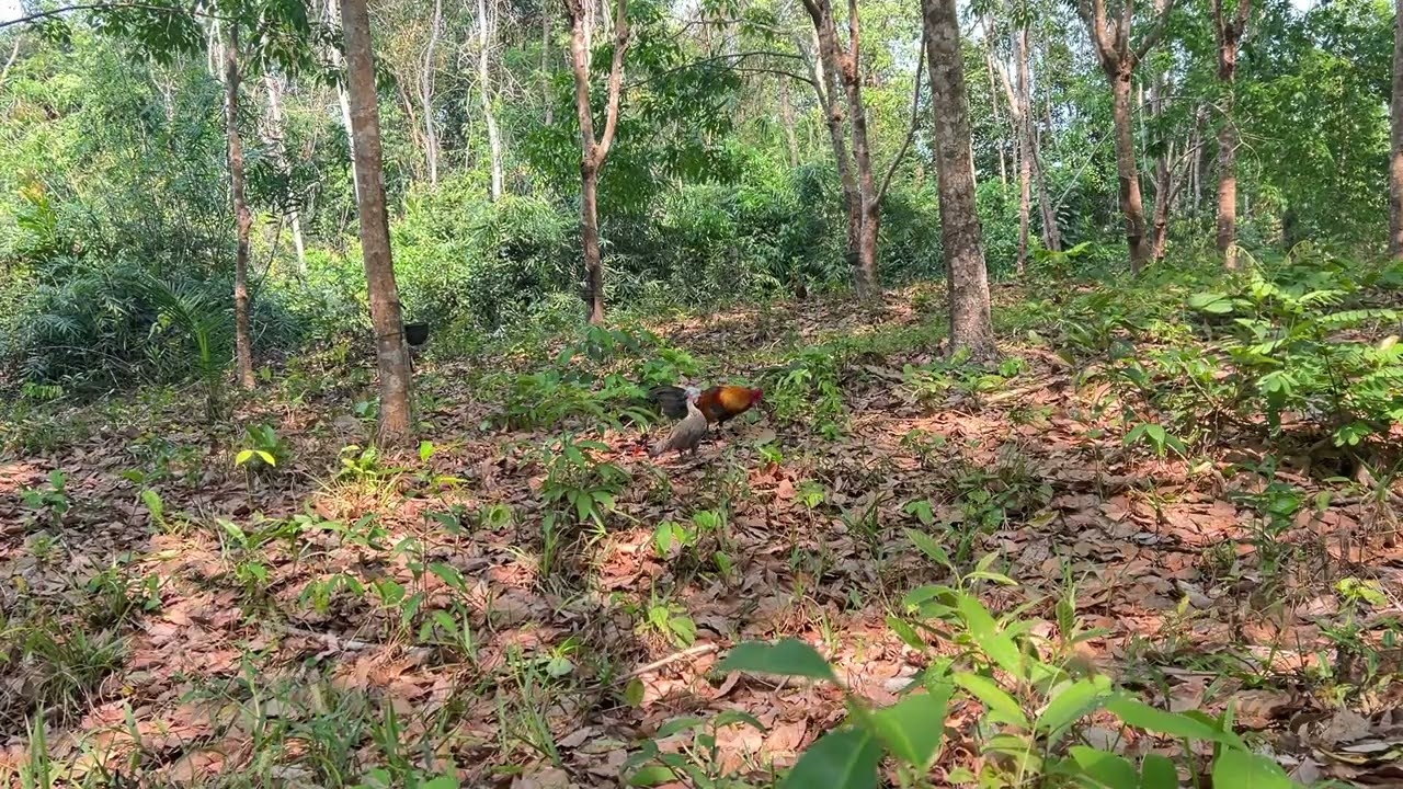 ต่อไก่ตอนบ่าย