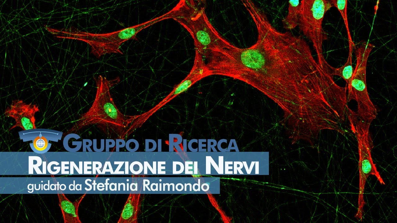 NICO - Rigenerazione dei nervi