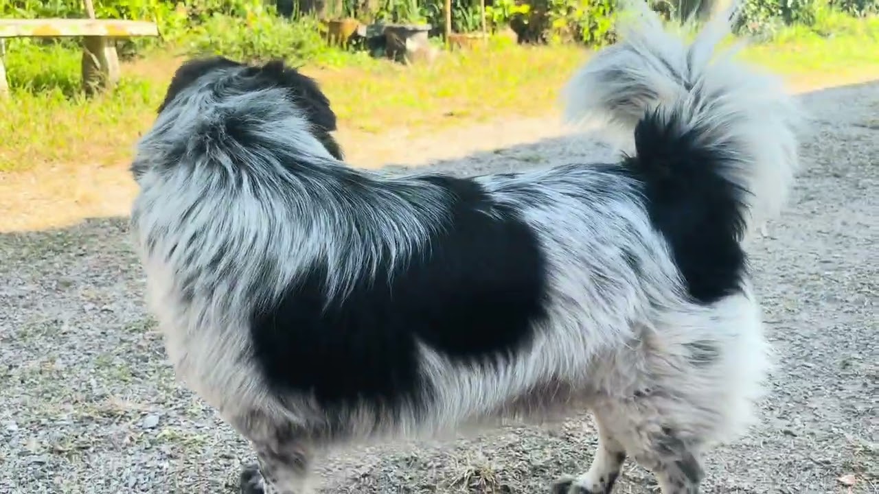 📷🐶🌸🌿☀️💕