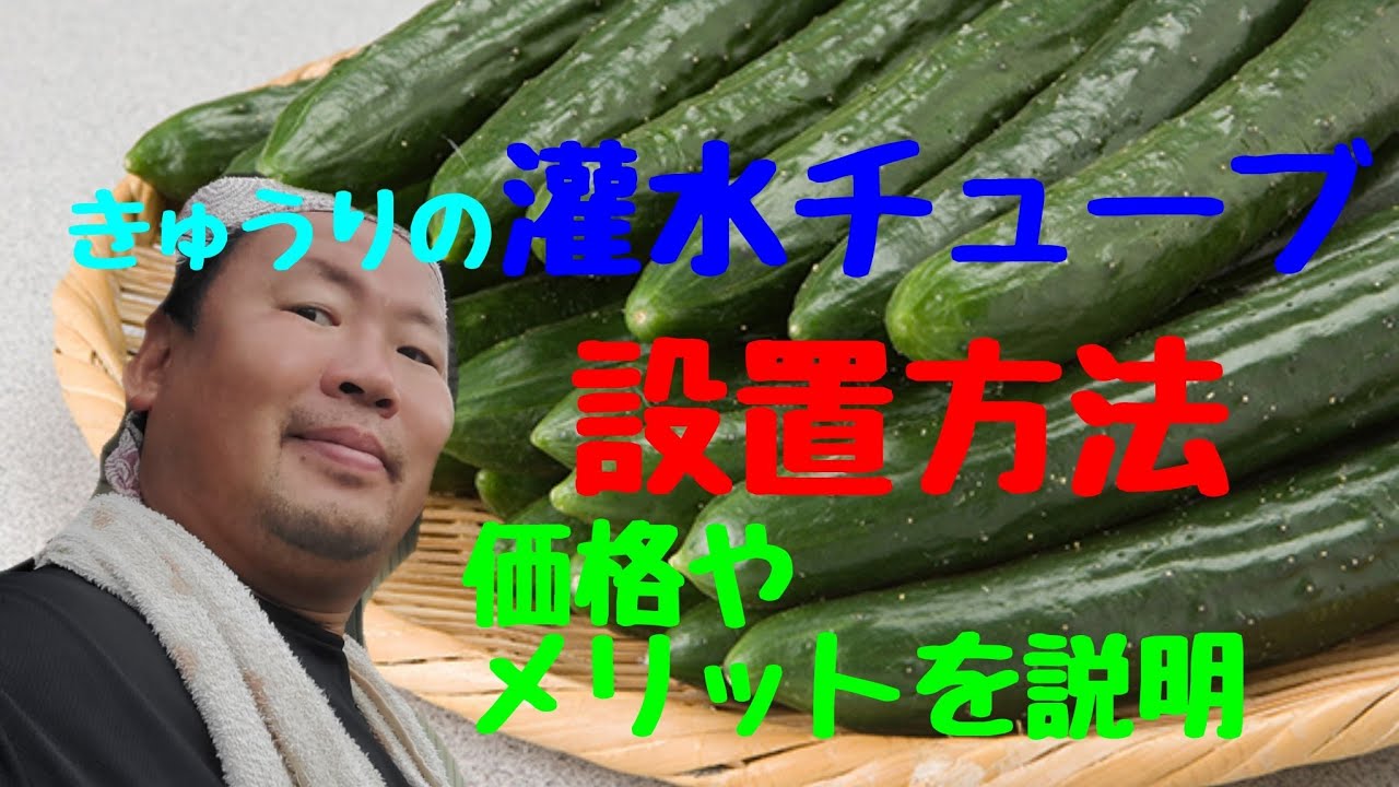 【きゅうりの畑作り】灌水チューブの設置と掃除方法#きゅうり栽培#灌水チューブ設置#灌水チューブ掃除