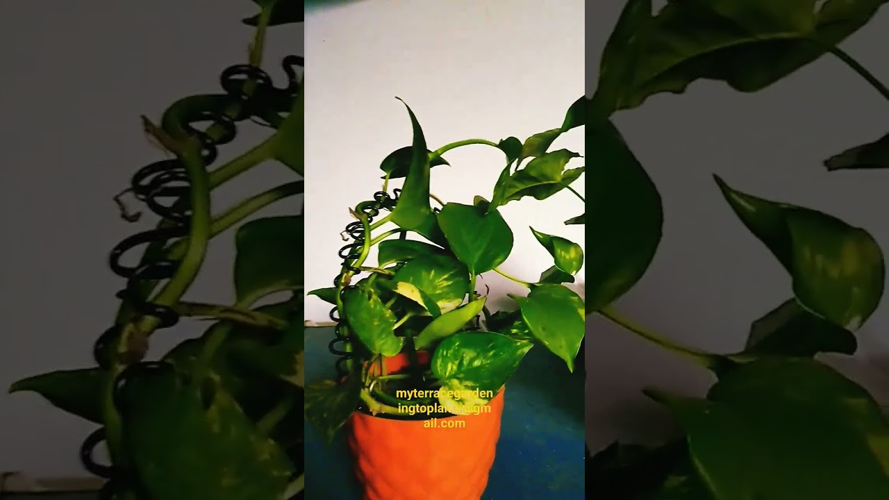 #plants #terraceview #punjabi #terrace #love #myterrace #gardening #beautifulterracegarden #good