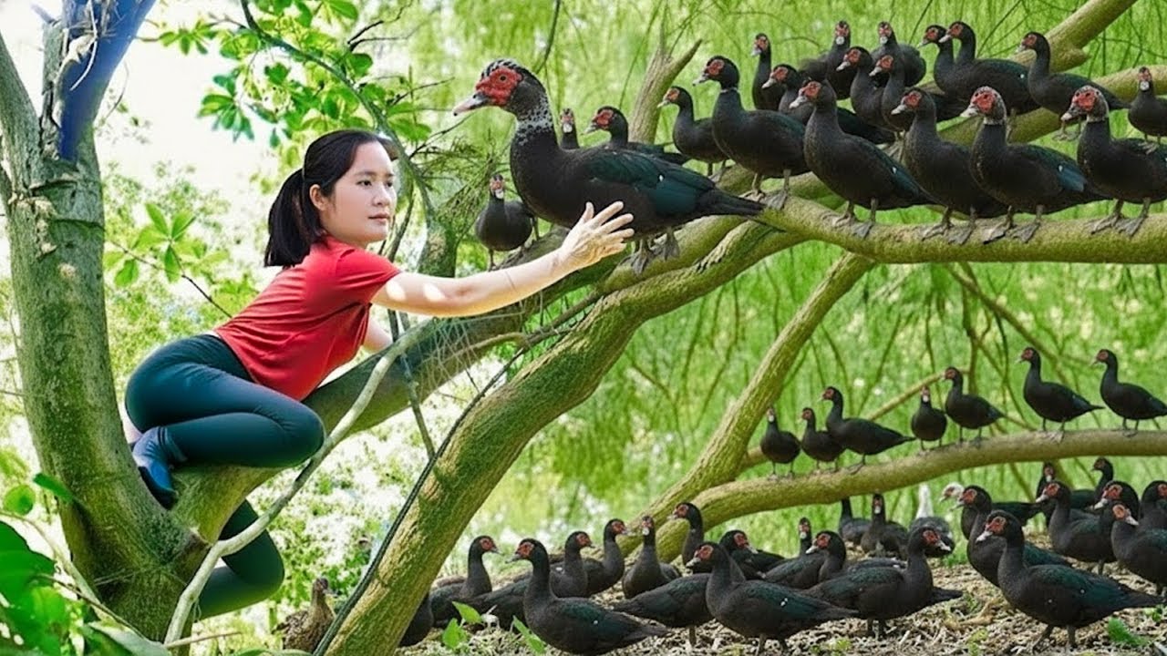Harvesting Wild Black Ducks in Mountain Forest & Goes Market to Sell | Rural Survival Lifestyle