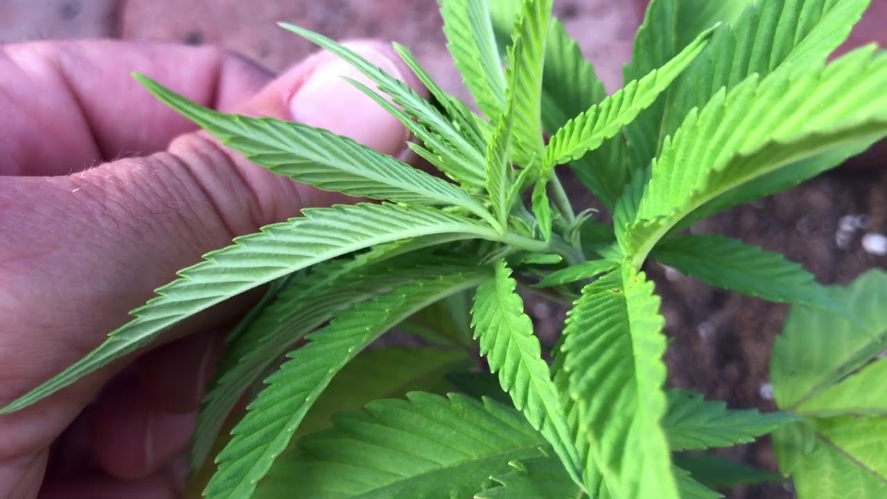 Compost Tea Feeding Results
