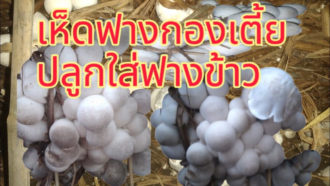 #วิธีเพาะเห็ดฟางกองเตี้ยจบในคลิปเดียว#วิธีเพาะเห็ดฟางกองเตี้ยด้วยฟางข้าว #หม่อมชาแนล