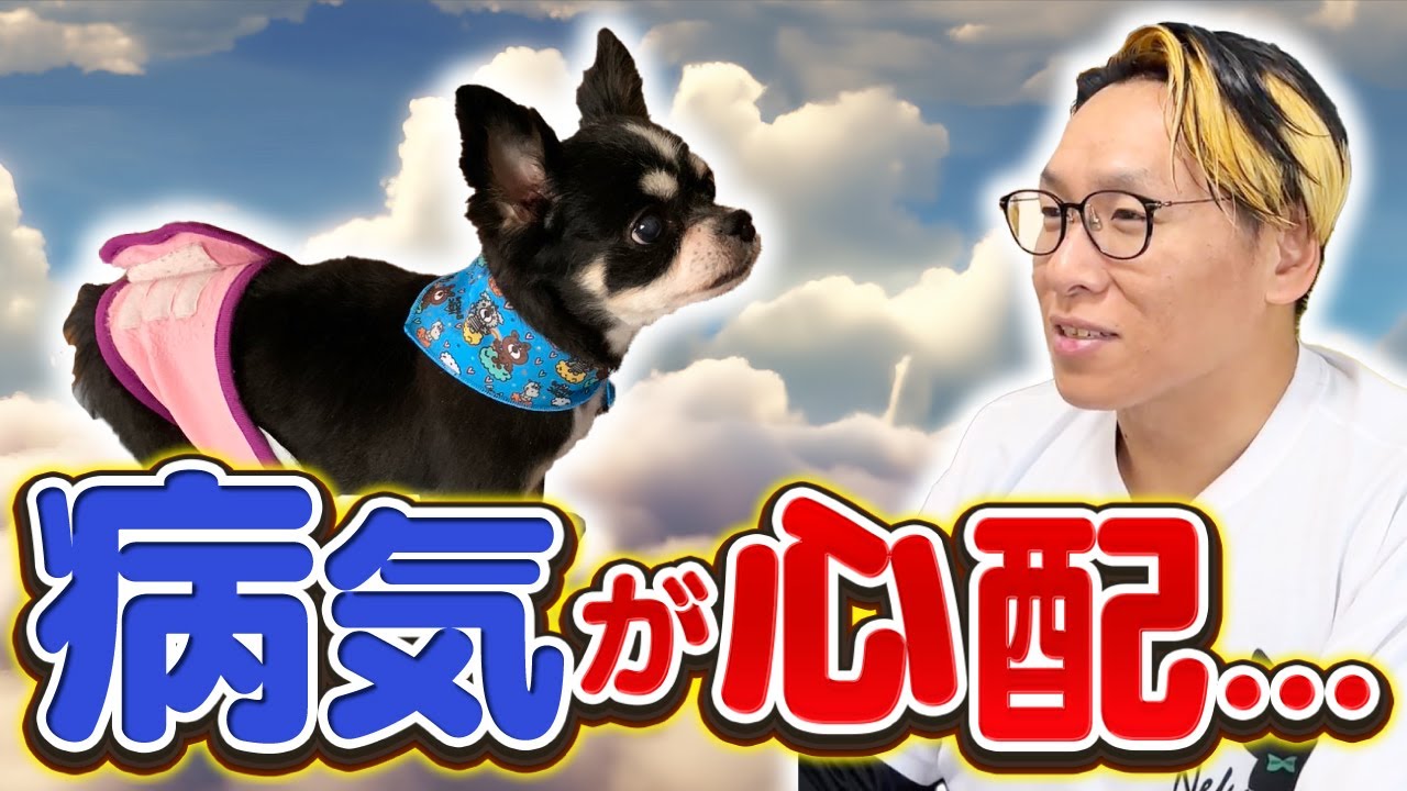 天国犬からのメッセージ