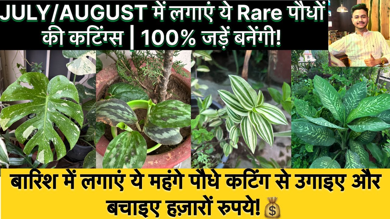 JULY/AUGUST में लगाएं ये Rare/Expensive Plant की Cuttings | Milega 100% Result 🌱
