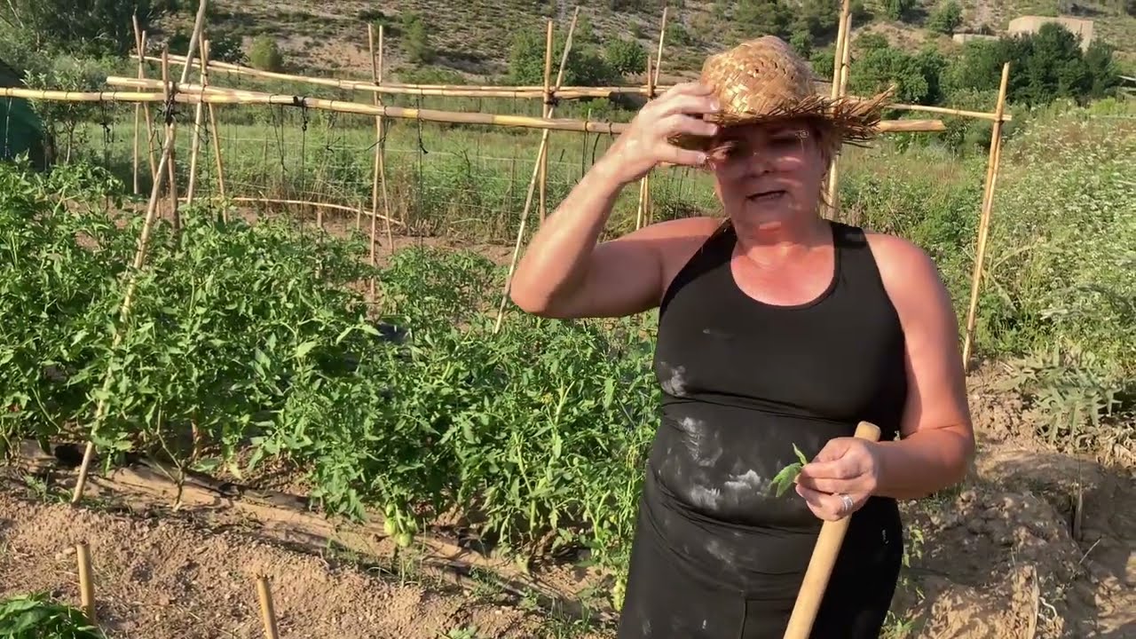 DÍAS DE VERANO, PRIMERAS COSECHAS DE LA TEMPORADA, CONSERVANDO CALABACINES