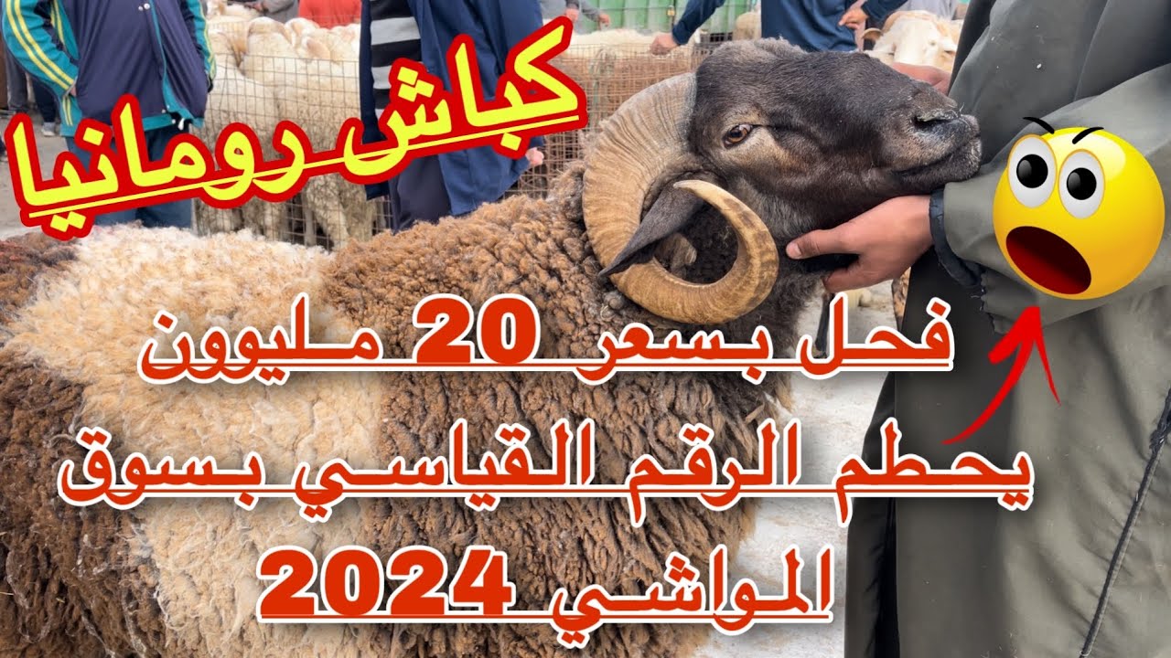 كباش و فحول 20 مليون  تحطم الرقم القياسي اليوم بسوق المواشي وسط و كباش رومانيا تغير المعادلة شاهد🫣