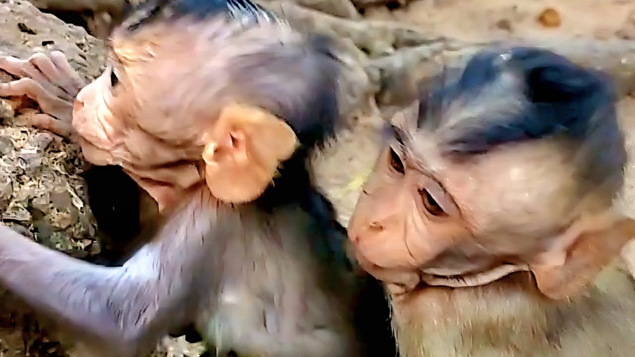 What funny lovely beautiful little baby monkey 🐒 🙈!