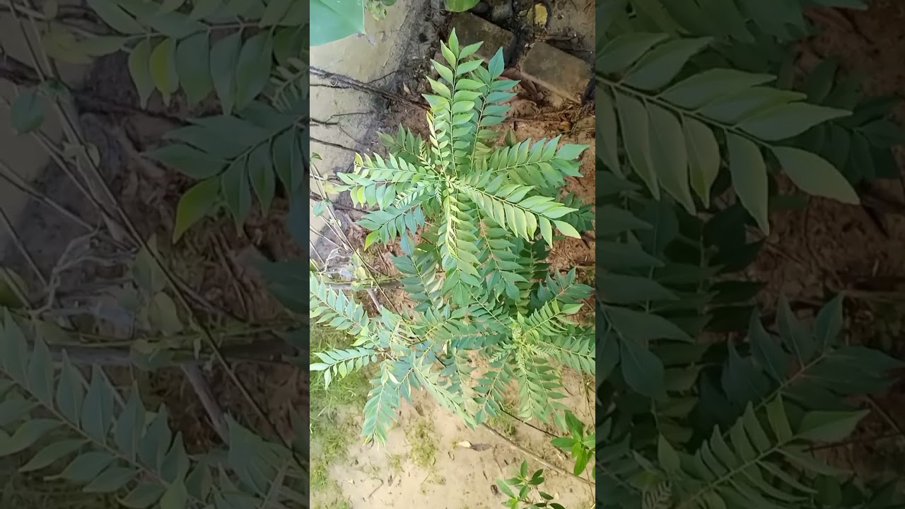 Medicinal Benefits of Curry Leaves