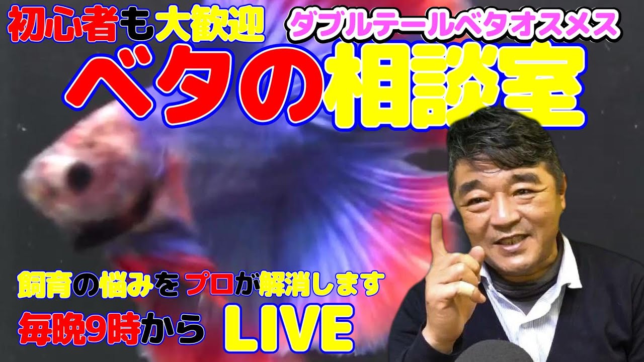 【創業40周年】ダブルテールベタ紹介　ベタの何でも相談室　2026年1月23日
