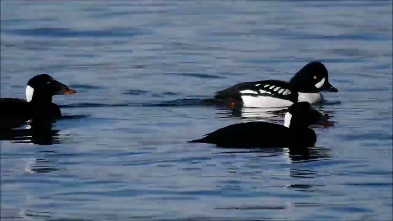 Gladwell Kinuthia  NGAKENA ATIA NDAMUONA