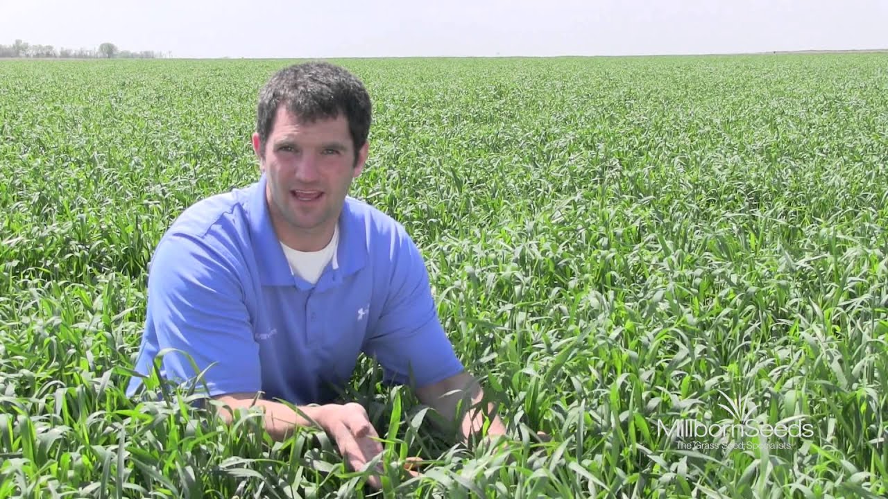 Amazing Field of Cereal Rye Grain