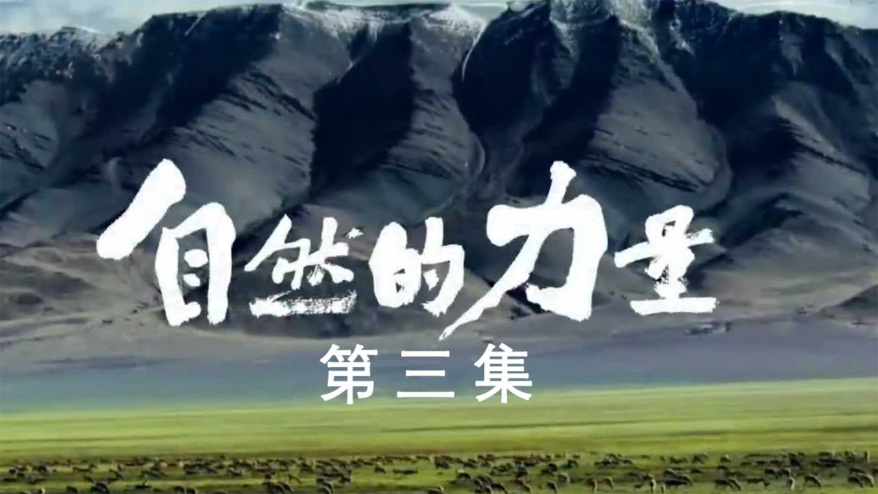 【ENG】《自然的力量》第3集 从青海湖的湟鱼到渤海湾的海豹 生命因水而生【CCTV纪录】