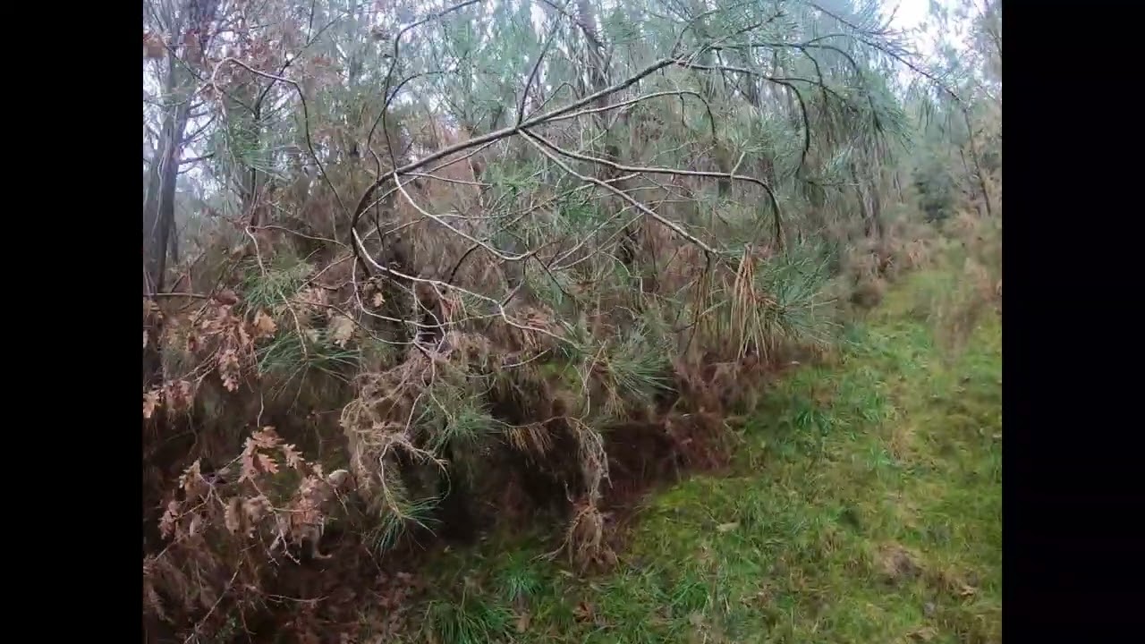 Chasse à la bécasse dans Les Landes 26