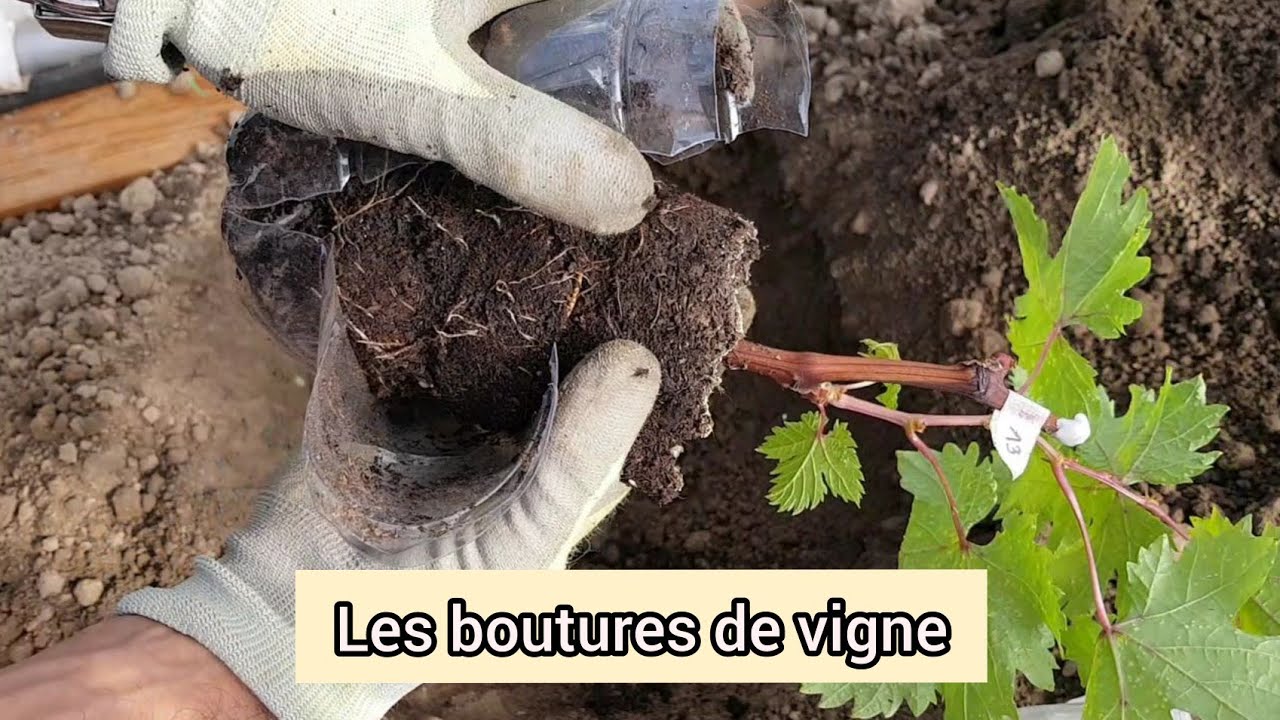 Plantation des boutures de vigne 2021