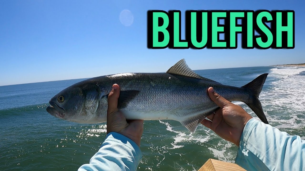 MASSIVE BLUEFISH in VIRGINIA BEACH! Catching CHOPPER BLUEFISH with GOTCHA PLUG LURES!