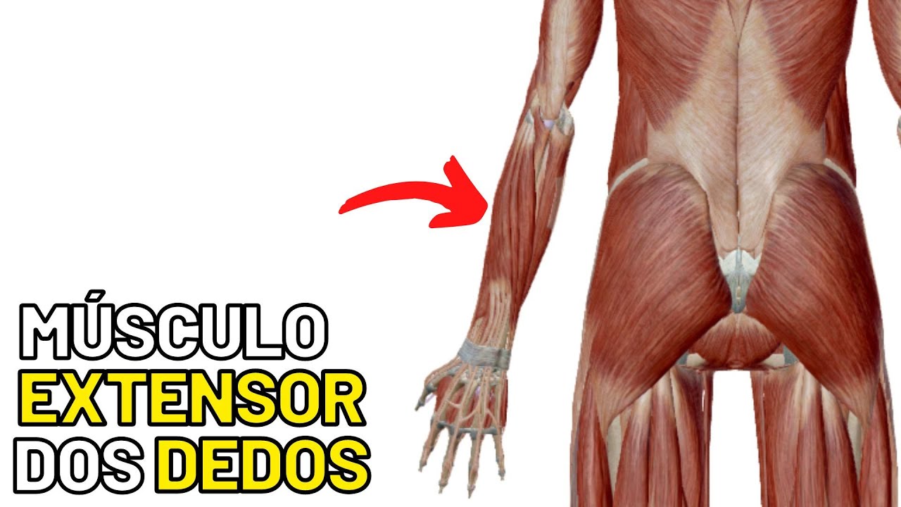 Antebraço: Anatomia dos músculos - EXTENSOR DOS DEDOS. Músculos do antebraço