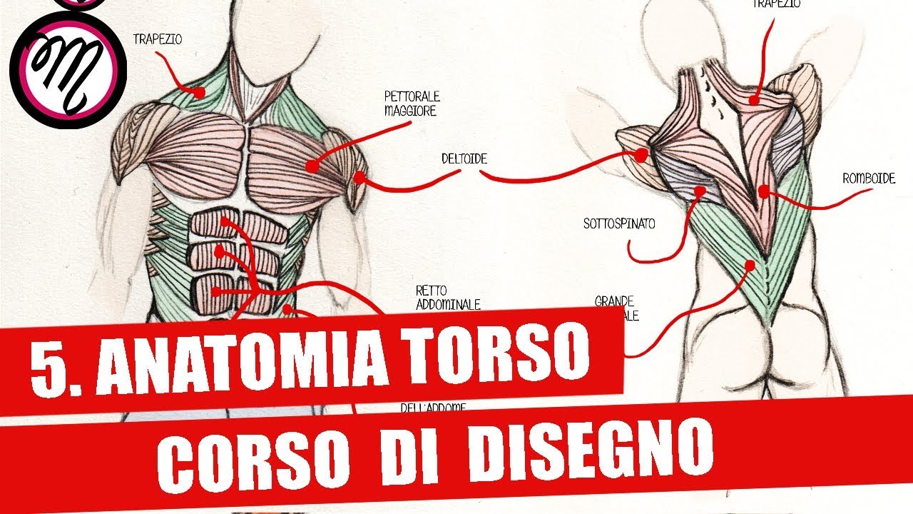 Anatomia del torso - COME REALIZZARE UN FUMETTO
