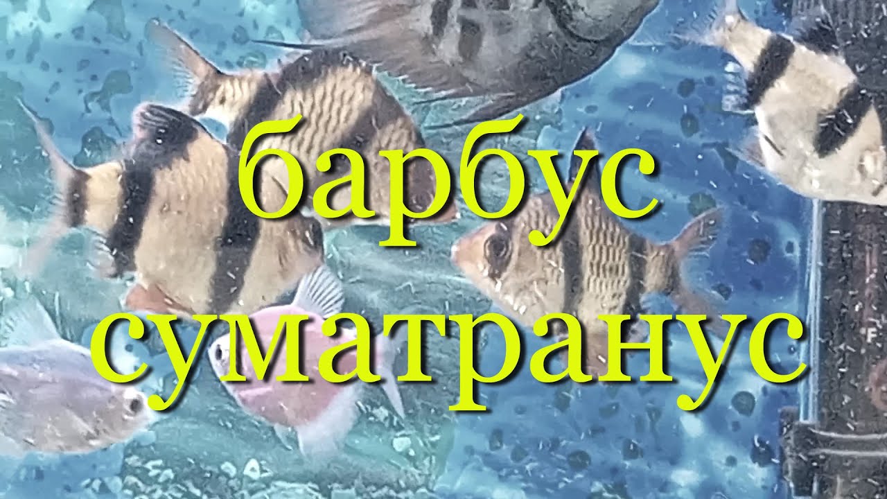 Барбус суматранский: содержание, уход, совместимость в аквариуме, разведение.