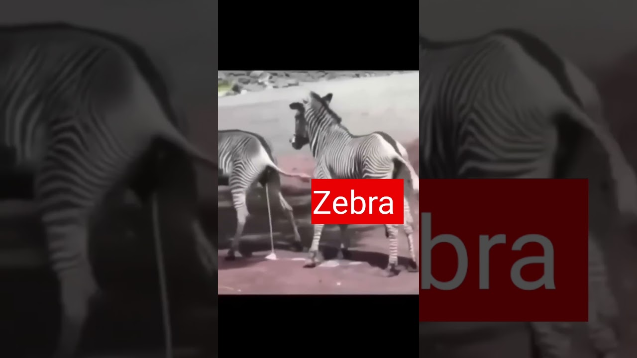 cute zebra.#animals #trendingshorts #viralvideo