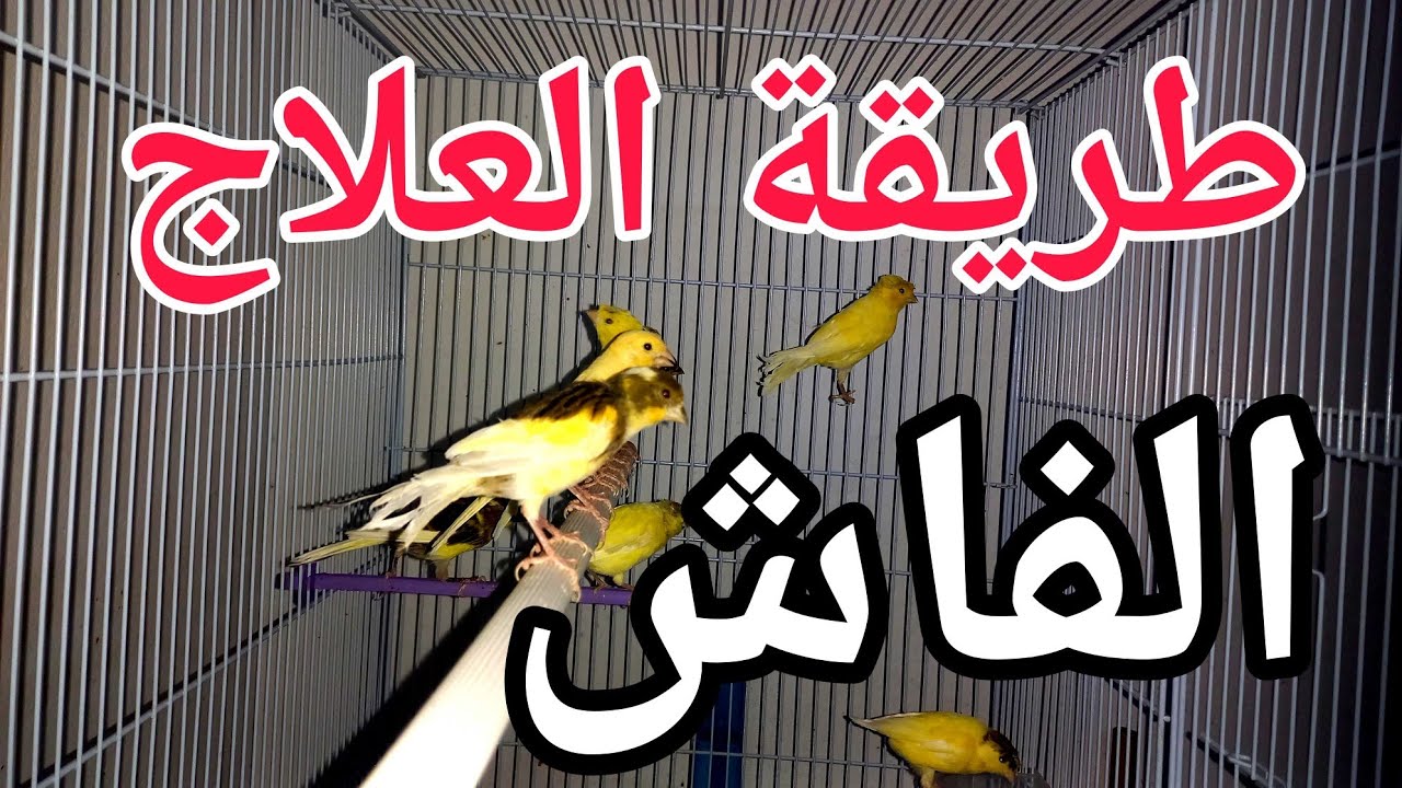 طريقة القضاء على الفاش الرئوي (القمل) عند الطيور | نصائح للمبتدئين في علاج الكناري من الأمراض