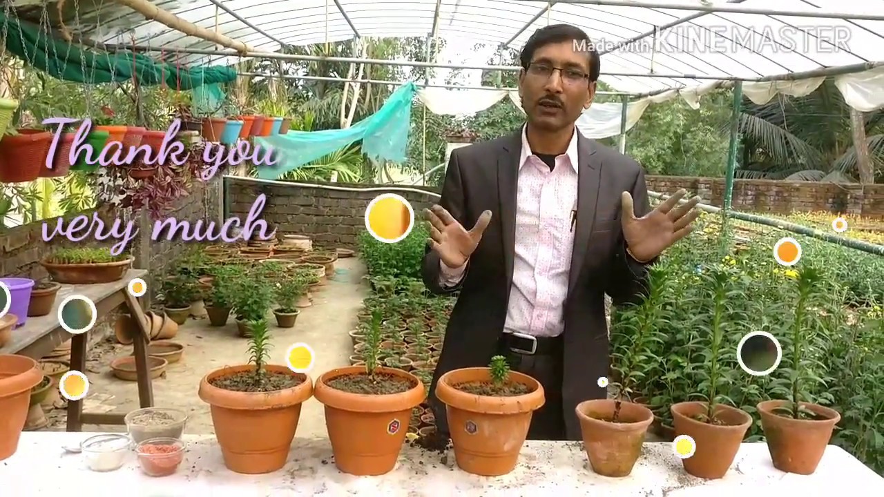 How to Grow and Care Asiatic lilies from its Bulbs.