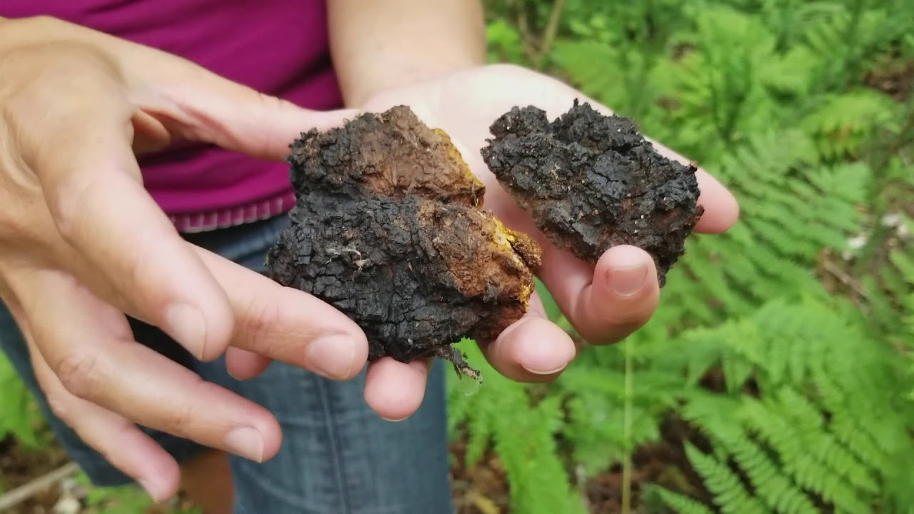 Birch Tree medicine - Chaga, Polypores and bark