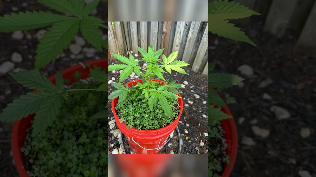 1-8 weeks auto cannabis strain Critical 2.0