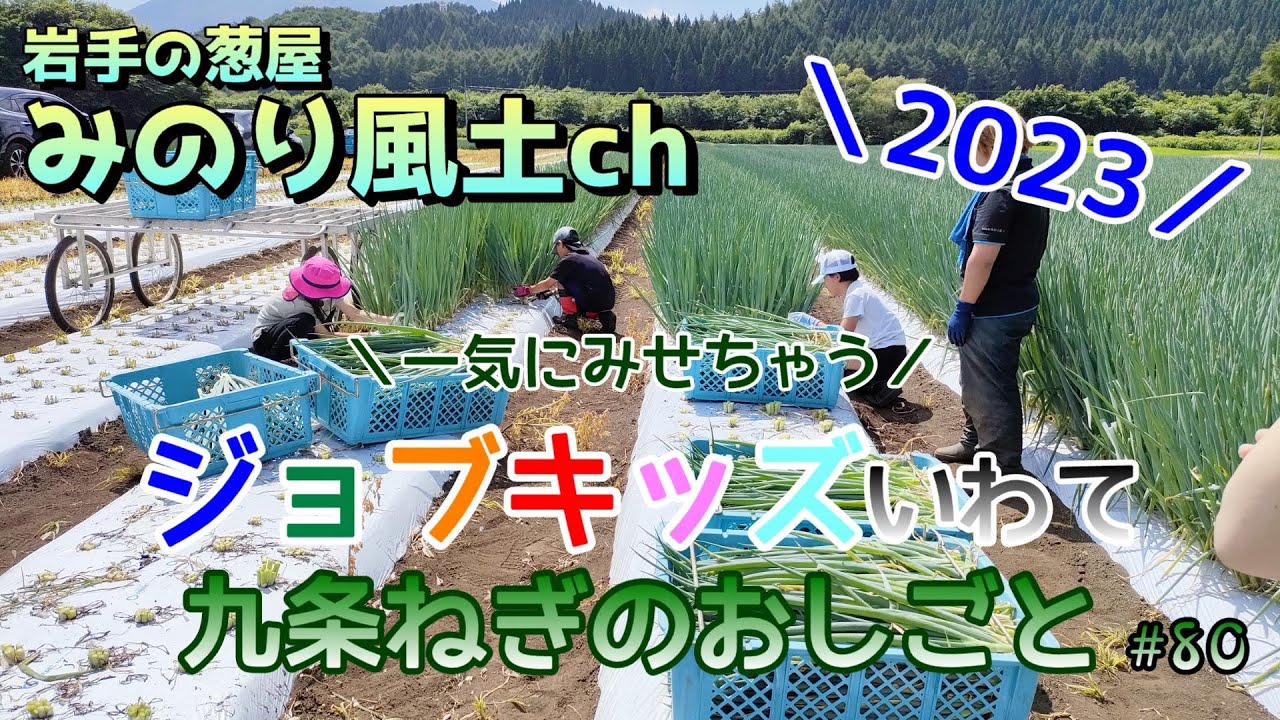 ｟80｠【ジョブキッズいわて2023】九条ねぎのおしごと【収穫・調整】