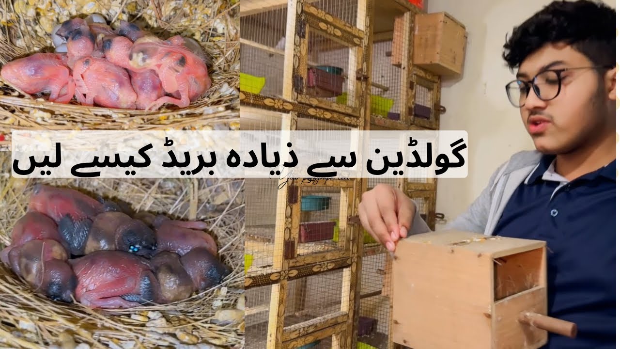 How to take perfect breeding of Goldian Finches|breeding tips of Finches #birds #vlog #finches #pets