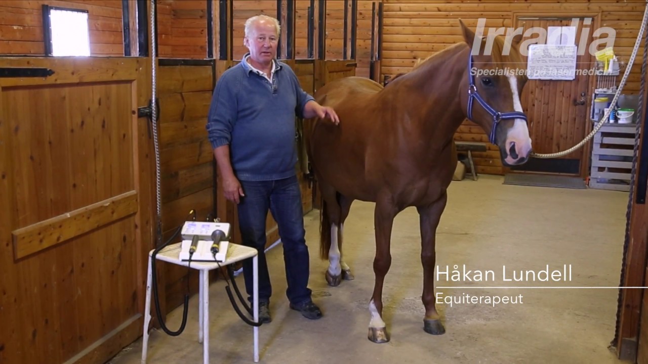 IRRADIA - Håkan Lundell utför en medicinsk laserbehandling på häst