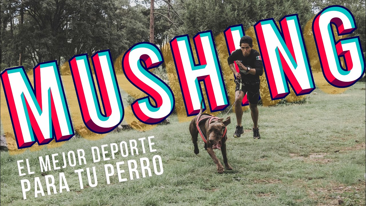 El mejor deporte para ti y tu perro, cómo iniciar de la mejor forma