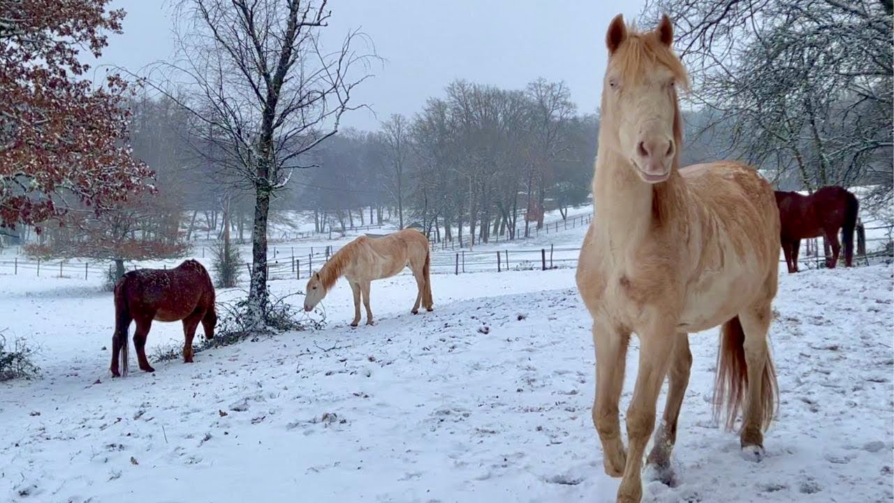 Happy Horses in the New Year Snow 🐴 ❄️