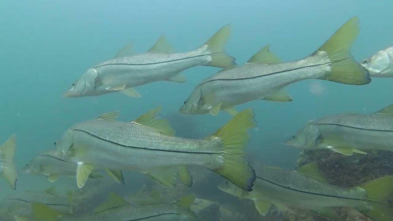 Clearwater Reef & Gag Pete's Ledge - Incl. Massive school of Snook in 4K