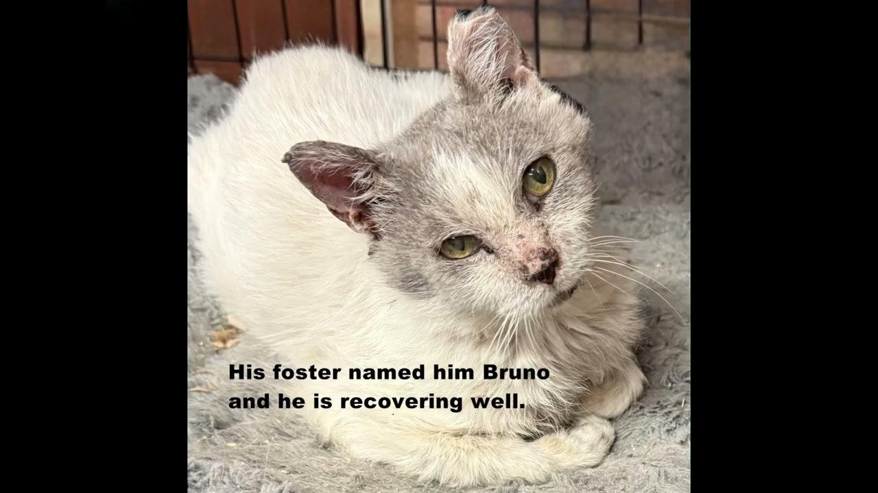 Feline Friends Stray Cat Strut