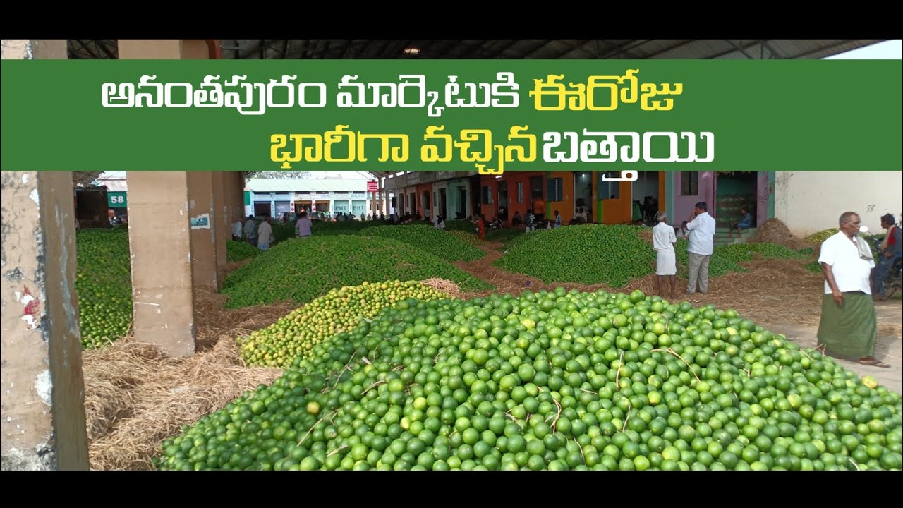 అనంతపురం మార్కెట్ ఈరోజు భారీగా వచ్చిన బత్తాయి #battai #anantapuram #market