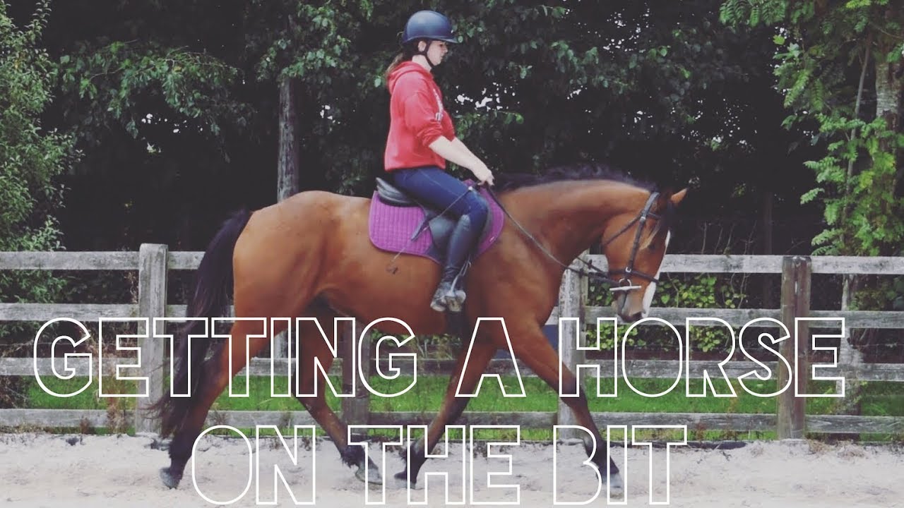 HOW TO GET A HORSE ON THE BIT