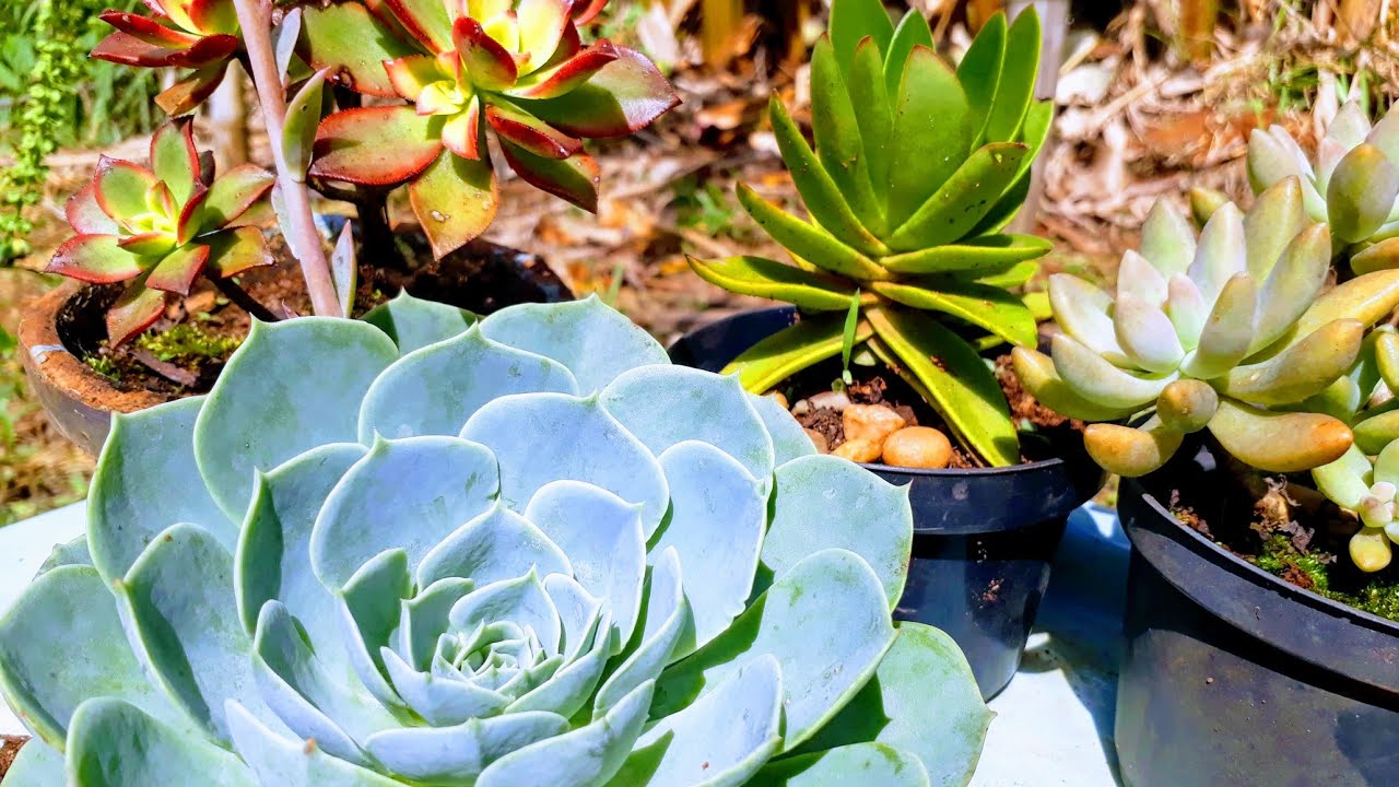 Plantando na pia ,fazendo um lindo vaso de suculentas na ch&aacute;cara