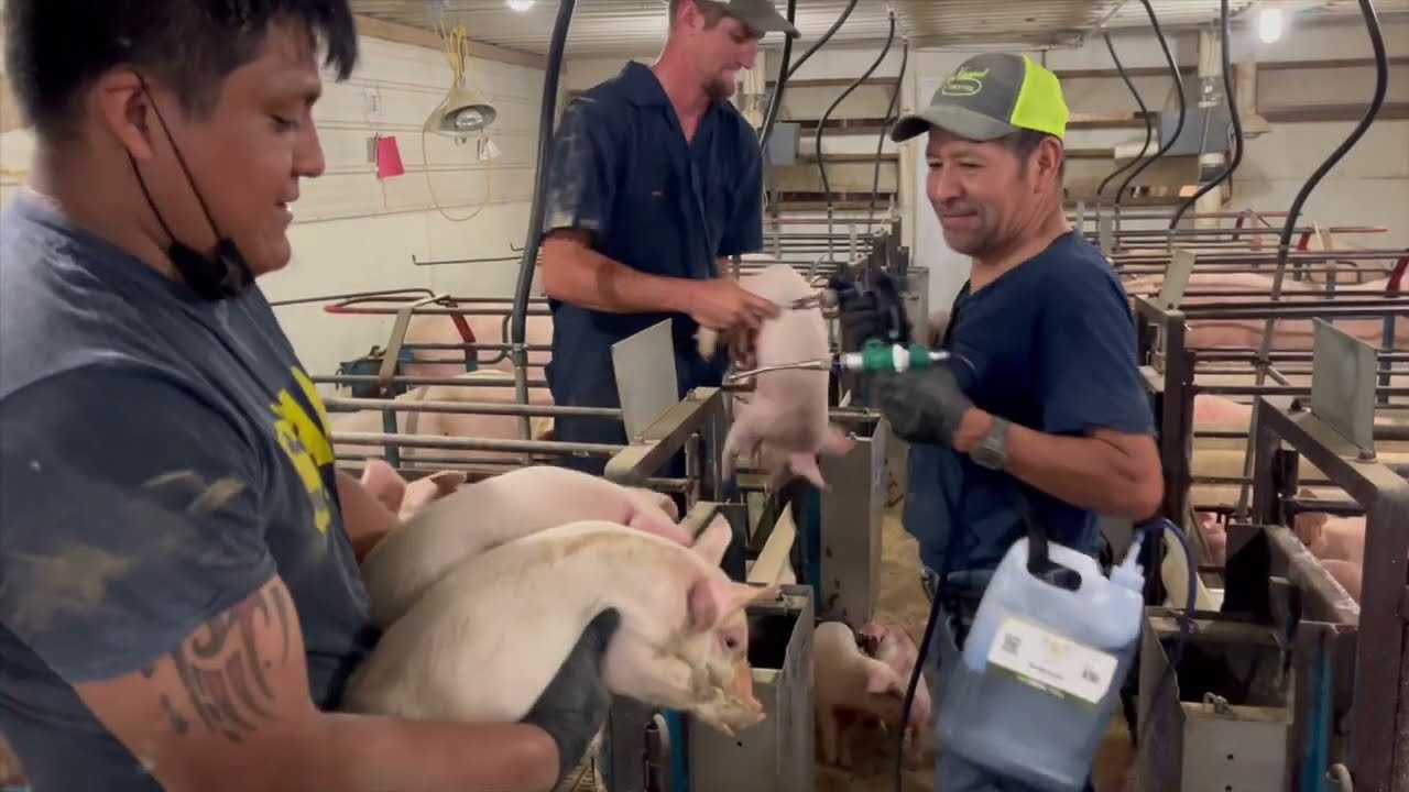 🐖 FerAppease Swine: Reduce Stress, Boost Performance, and Maximize Profitability