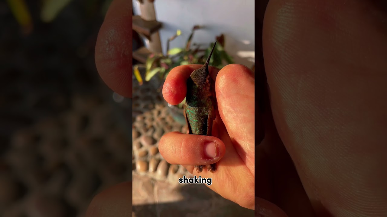 Hummingbird 🪽 Rescue 🚨