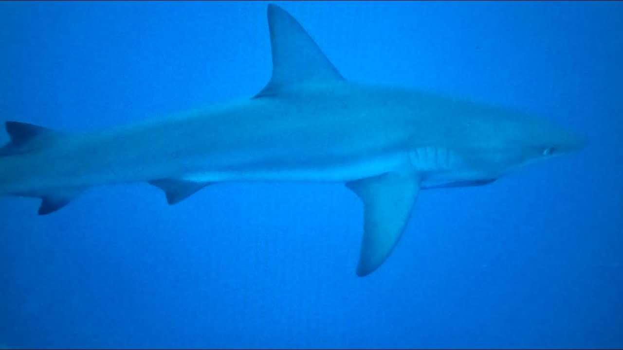 Shark pool Key Largo 2026 Part I