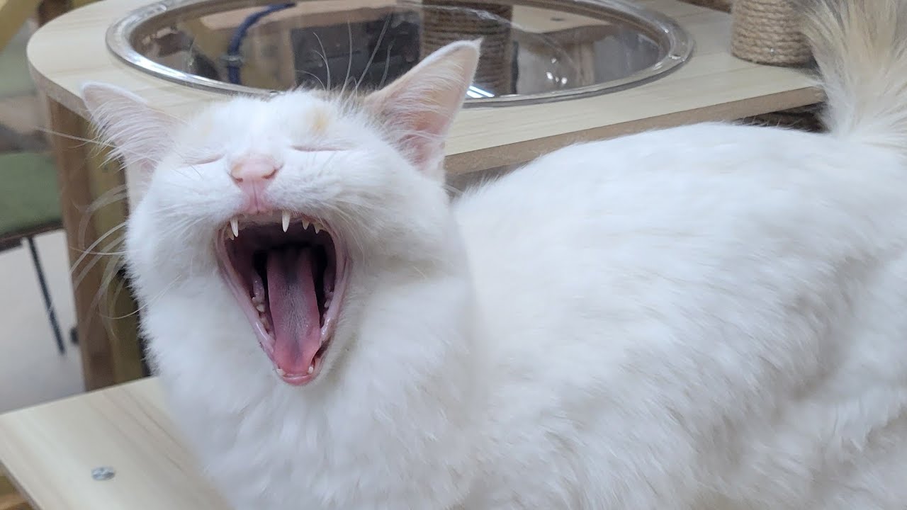 【明日はメンバーシップ限定ライブ配信…🐱】Smile to Heart 【譲渡型保護猫カフェ】ねこまる がライブ配信中！